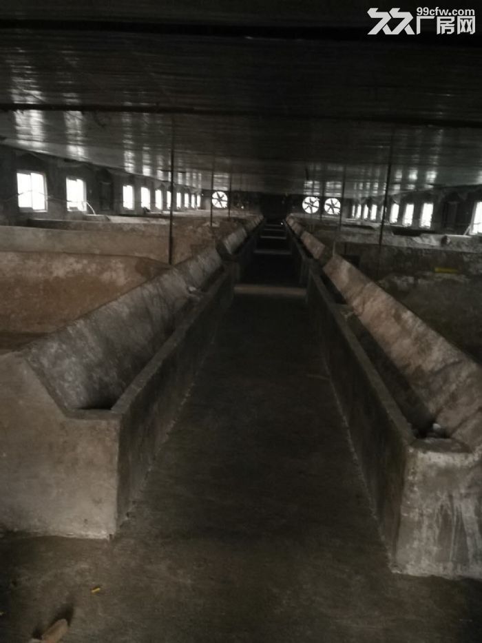 出租大型养猪场，可年养殖6000头-图2